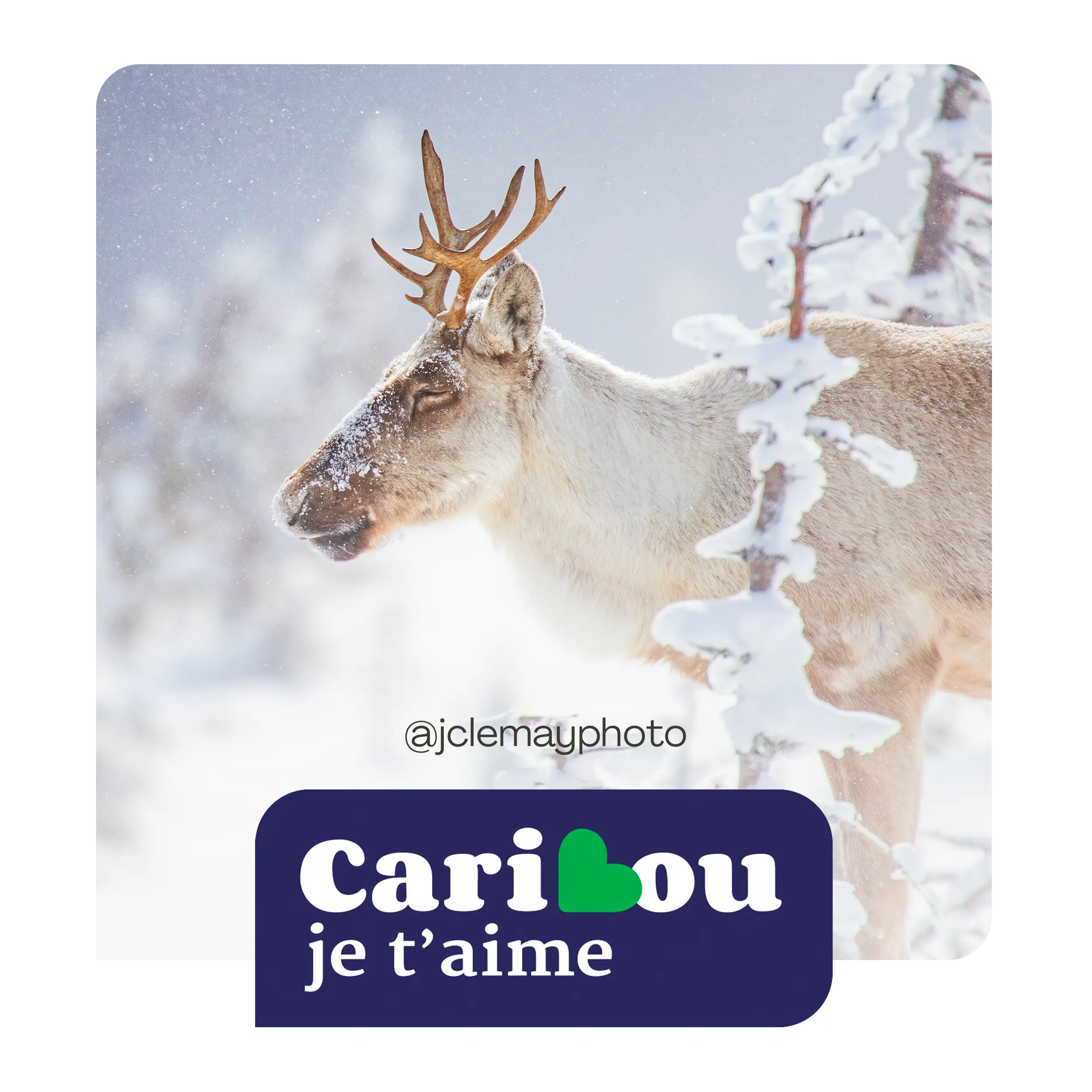 Donations for the "Caribou, je t'aime" campaign - Hooké