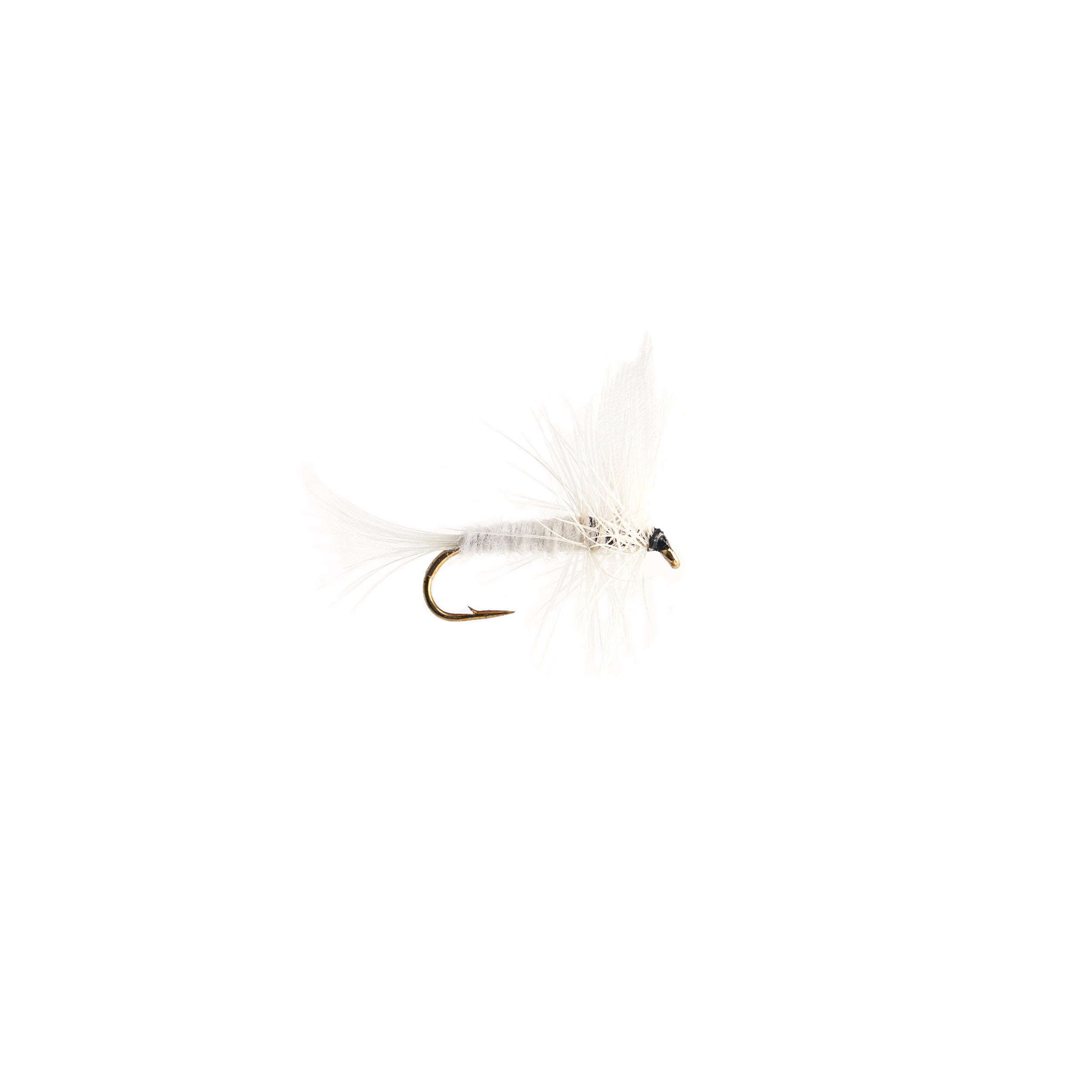 White Moth #10